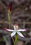 Caladenia gracilis Musky Caladenia